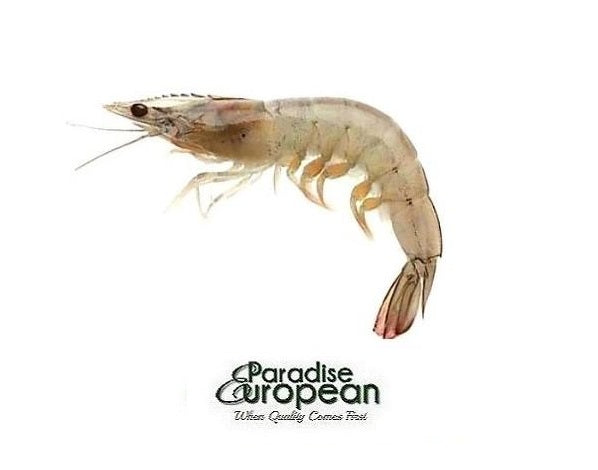 Frozen Emirati Whole Shrimp U10
