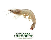 Frozen Emirati Whole Shrimp U10