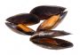 Emirati Whole Shell Mussels [Large]